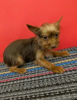 AKC male  (Choco), a male Yorkshire Terrier for sale in Hephzibah, GA – 6 of 10