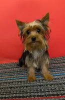 AKC traditional male (Jo=Jo), a male Yorkshire Terrier for sale in Hephzibah, GA – 5 of 10