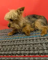 CKC Sable Male, a male Yorkshire Terrier for sale in Hephzibah, GA – 3 of 10