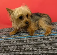 CKC Sable Male, a male Yorkshire Terrier for sale in Hephzibah, GA – 2 of 10