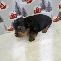 AKC traditional male, a male Yorkshire Terrier for sale in Hephzibah, GA – Photo 6 of 8