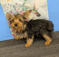 AKC traditional male (Jo=Jo), a male Yorkshire Terrier for sale in Hephzibah, GA – Photo 3 of 7