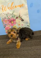 AKC traditional male (Jo=Jo), a male Yorkshire Terrier for sale in Hephzibah, GA – Photo 4 of 7
