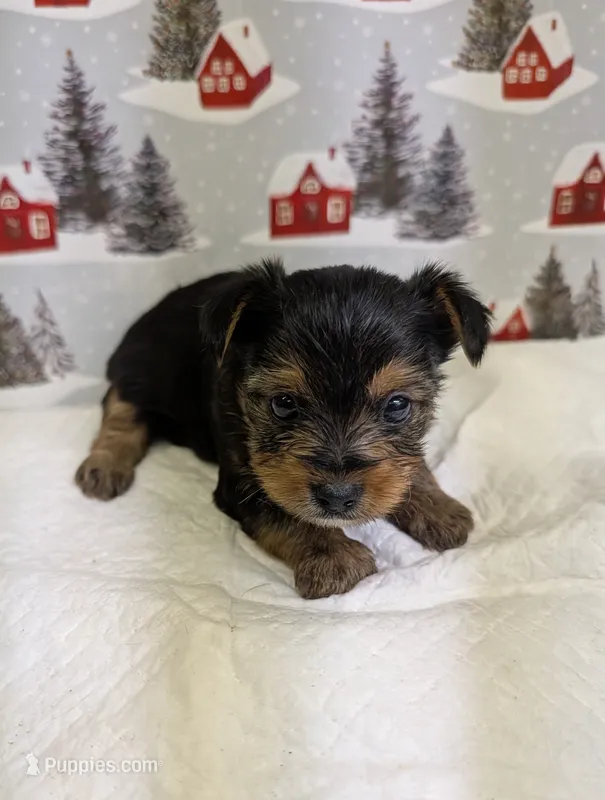 AKC traditional male