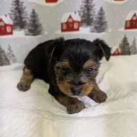 AKC traditional male, a male Yorkshire Terrier for sale in Hephzibah, GA – Photo 1 of 8
