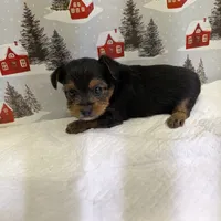 AKC traditional male, a male Yorkshire Terrier for sale in Hephzibah, GA – Photo 7 of 8