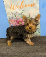 AKC traditional male (Jo=Jo), a male Yorkshire Terrier for sale in Hephzibah, GA – Photo 2 of 7