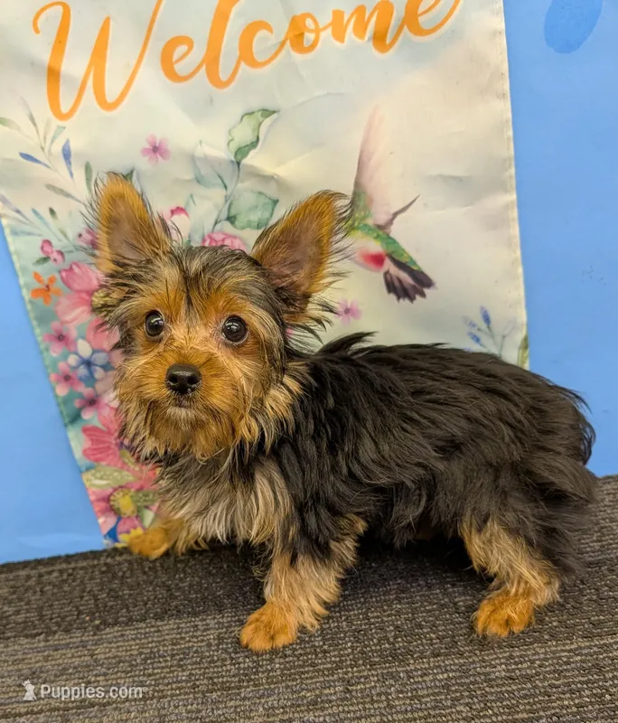 AKC traditional male (Jo=Jo) – Yorkshire Terrier puppy for sale in Hephzibah, GA