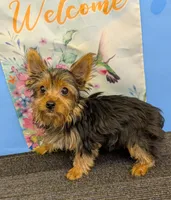 AKC traditional male (Jo=Jo), a male Yorkshire Terrier for sale in Hephzibah, GA – Photo 1 of 7