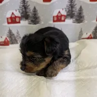 AKC traditional male, a male Yorkshire Terrier for sale in Hephzibah, GA – Photo 3 of 8