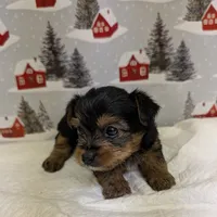 AKC traditional male, a male Yorkshire Terrier for sale in Hephzibah, GA – Photo 4 of 8