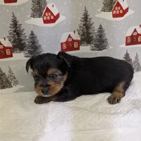 AKC traditional male, a male Yorkshire Terrier for sale in Hephzibah, GA – Photo 8 of 8
