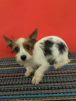AKC Parti-male (Patches), a male Yorkshire Terrier for sale in Hephzibah, GA – 2 of 10