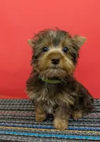 CKC Chocolate male Incredible Hulk, a male Yorkshire Terrier for sale in Hephzibah, GA – 2 of 10