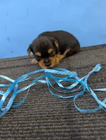 Marie's CKC male #3, a male Yorkshire Terrier for sale in Hephzibah, GA – 6 of 7