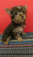 CKC Chocolate male 'Lil Boy Blue', a male Yorkshire Terrier for sale in Hephzibah, GA – 3 of 10