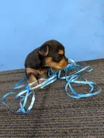 Marie's CKC male #1, a male Yorkshire Terrier for sale in Hephzibah, GA – 6 of 8