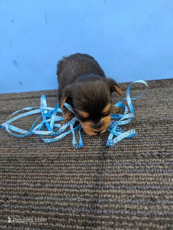 Marie's CKC male #2 – Yorkshire Terrier puppy for sale in Hephzibah, GA