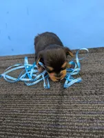 Marie's CKC male #2, a male Yorkshire Terrier for sale in Hephzibah, GA – 1 of 8