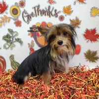 TB (Tiny Boy) AKC male, a male Yorkshire Terrier for sale in Hephzibah, GA – Photo 8 of 10