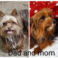 TB (Tiny Boy) AKC male, a male Yorkshire Terrier for sale in Hephzibah, GA – Photo 10 of 10