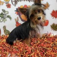 TB (Tiny Boy) AKC male, a male Yorkshire Terrier for sale in Hephzibah, GA – Photo 7 of 10