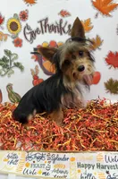 processed/6caa5903-aa86-408e-92bf-628c404b6170/listing/d73519b8-d16e-4241-8080-933265d32352/648d177c-bd0d-48b4-a67d-285627ecdf44