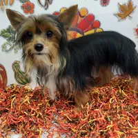 TB (Tiny Boy) AKC male, a male Yorkshire Terrier for sale in Hephzibah, GA – Photo 4 of 10