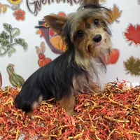 TB (Tiny Boy) AKC male, a male Yorkshire Terrier for sale in Hephzibah, GA – Photo 5 of 10