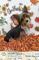 processed/6caa5903-aa86-408e-92bf-628c404b6170/listing/d73519b8-d16e-4241-8080-933265d32352/95f7f660-3e48-4360-9857-298549c54d0d