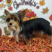 TB (Tiny Boy) AKC male, a male Yorkshire Terrier for sale in Hephzibah, GA – Photo 3 of 10