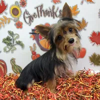 TB (Tiny Boy) AKC male, a male Yorkshire Terrier for sale in Hephzibah, GA – Photo 1 of 10