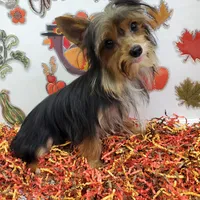 TB (Tiny Boy) AKC male, a male Yorkshire Terrier for sale in Hephzibah, GA – Photo 6 of 10