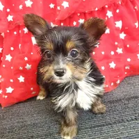 TB (Tiny Boy) AKC male, a male Yorkshire Terrier for sale in Hephzibah, GA – Photo 9 of 10