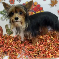 TB (Tiny Boy) AKC male, a male Yorkshire Terrier for sale in Hephzibah, GA – Photo 2 of 10
