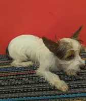 AKC Parti-male (Patches), a male Yorkshire Terrier for sale in Hephzibah, GA – 5 of 10