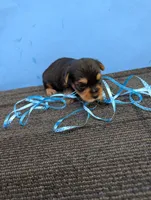 Marie's CKC male #3, a male Yorkshire Terrier for sale in Hephzibah, GA – 4 of 7