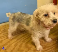 Curly The Morkie, a male Morkie for sale in Hephzibah, GA – 6 of 7