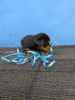 Marie's CKC male #2, a male Yorkshire Terrier for sale in Hephzibah, GA – 2 of 8