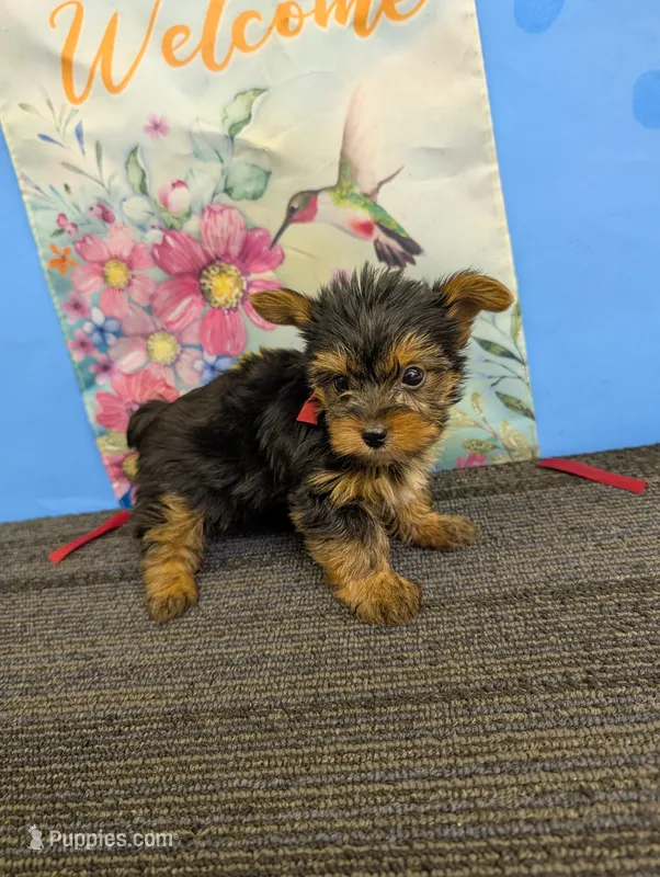 AKC traditional male (Marie's) – Yorkshire Terrier puppy for sale in Hephzibah, GA