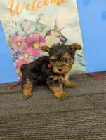 AKC traditional male (Marie's), a male Yorkshire Terrier for sale in Hephzibah, GA – Photo 1 of 3