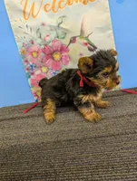 AKC traditional male (Marie's), a male Yorkshire Terrier for sale in Hephzibah, GA – Photo 3 of 3