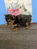 AKC traditional male (Marie's), a male Yorkshire Terrier for sale in Hephzibah, GA – Photo 2 of 3