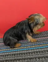 AKC traditional male (Jo=Jo), a male Yorkshire Terrier for sale in Hephzibah, GA – 7 of 10