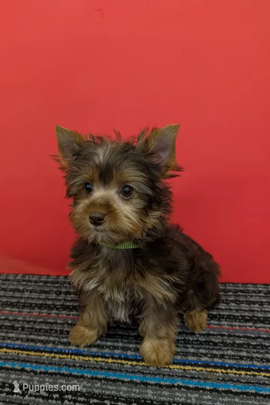 CKC Chocolate male Incredible Hulk – Yorkshire Terrier puppy for sale in Hephzibah, GA