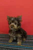 CKC Chocolate male Incredible Hulk, a male Yorkshire Terrier for sale in Hephzibah, GA – 1 of 10