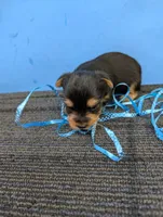 Marie's CKC male #1, a male Yorkshire Terrier for sale in Hephzibah, GA – 4 of 8