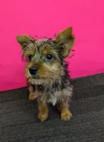 AKC traditional female  (Pinky), a female Yorkshire Terrier for sale in Hephzibah, GA – 5 of 10