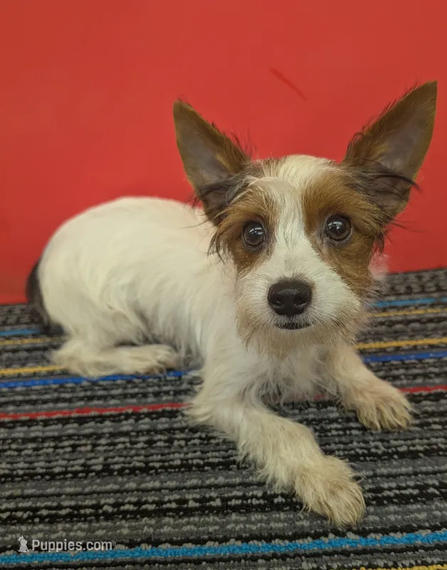 AKC Parti-male (Patches) – Yorkshire Terrier puppy for sale in Hephzibah, GA