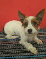 AKC Parti-male (Patches), a male Yorkshire Terrier for sale in Hephzibah, GA – 1 of 10